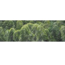 tranqullity-of-bamboo-45-x-150-cm-2022