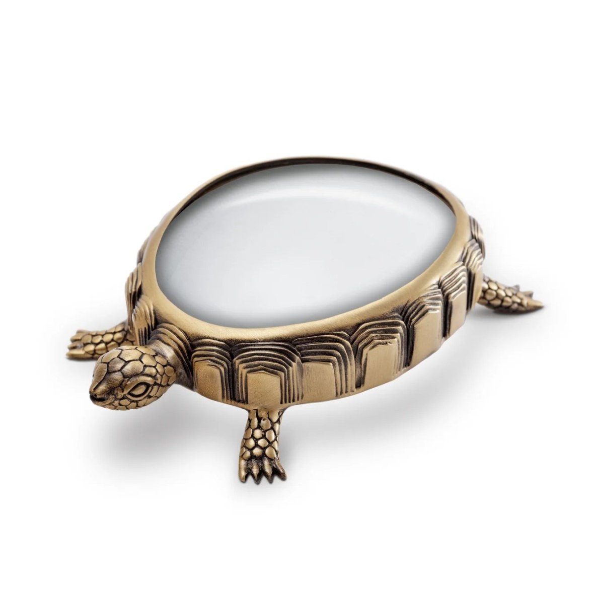 turtle-magnifying-glass-2